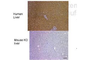 Sample Type: Human Liver and Mouse FAH KO liverPrimary Dilution: 1:400