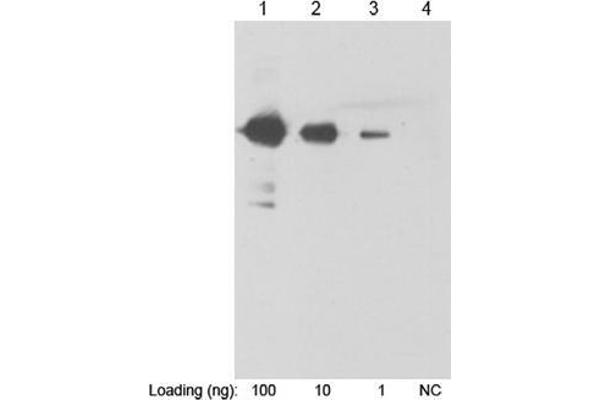 His Tag antibody