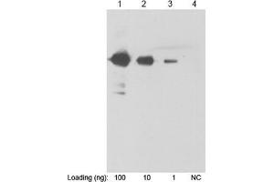 Lane 1-3: Multiple Tag Cell Lysate (ABIN1536505) Lane 4: Negative controlPrimary Antibody: 1 µg/mL Anti-His Monoclonal Antibody (ABIN387699) Secondary Antibody: Goat Anti-Mouse IgG (H&L) [HRP] Polyclonal Antibody (ABIN398387, 1: 10,000)