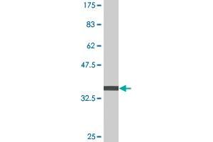 Western Blot detection against Immunogen (36. (RNF180 antibody  (AA 1-100))