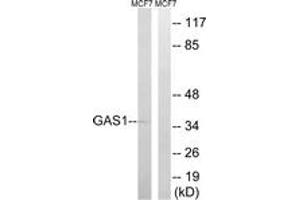 Western blot analysis of extracts from MCF-7 cells, using GAS1 Antibody. (GAS1 antibody  (AA 241-290))