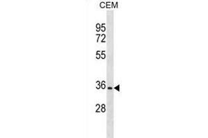 OR2A12 Antibody (C-term) (ABIN1881600 and ABIN2838648) western blot analysis in CEM cell line lysates (35 μg/lane).