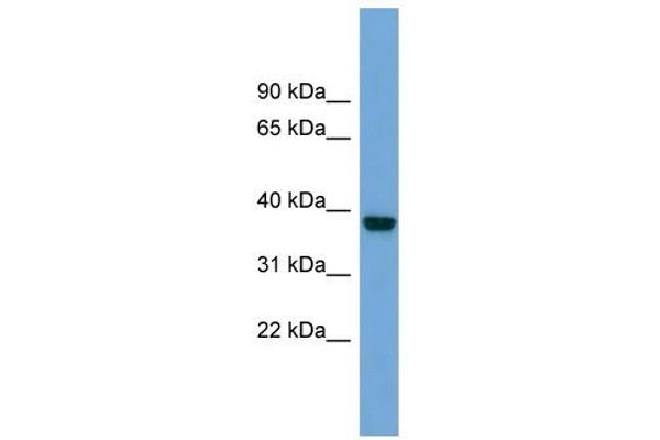 ATP1B4 Antikörper  (Middle Region)