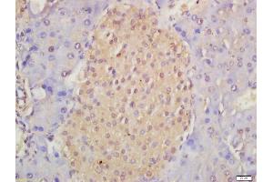 Formalin-fixed and paraffin embedded mouse pancreas labeled with Anti-Musashi 1/Msi1 Polyclonal Antibody, Unconjugated (ABIN1387744) at 1:200 followed by conjugation to the secondary antibody and DAB staining (Musashi 1/2 (AA 66-150) antibody)