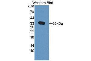 Western blot analysis of the recombinant protein. (CAPNL1 antibody  (AA 75-356))