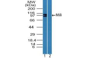 Image no. 2 for anti-Piwi-Like 2 (PIWIL2) (AA 30-80) antibody (ABIN960307) (PIWIL2 antibody  (AA 30-80))