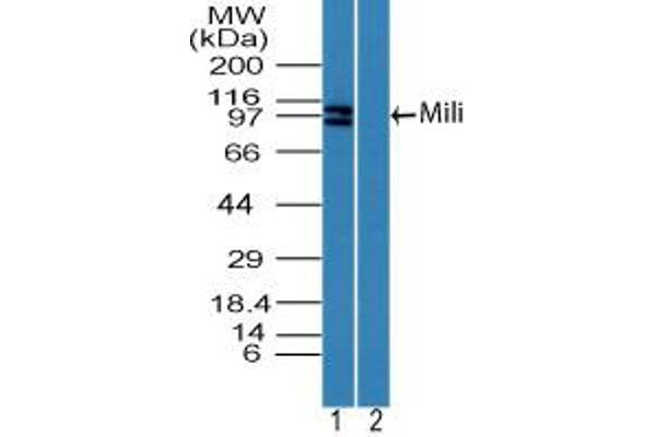 PIWIL2 Antikörper  (AA 30-80)