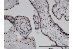 Image no. 1 for anti-Interferon Induced with Helicase C Domain 1 (IFIH1) (AA 928-1024) antibody (ABIN599584) (IFIH1 antibody  (AA 928-1024))