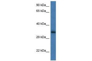 WB Suggested Anti-Gnpda1 Antibody   Titration: 1.