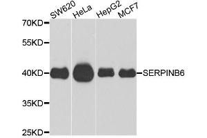 Western blot analysis of extracts of various cell lines, using SERPINB6 antibody (ABIN6003652) at 1/1000 dilution. (SERPINB6 antibody)