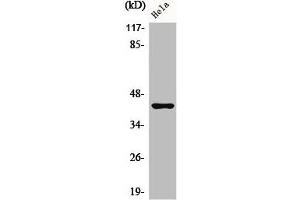 Western Blot analysis of HeLa cells using Phospho-Jun B (S259) Polyclonal Antibody (JunB antibody  (pSer259))