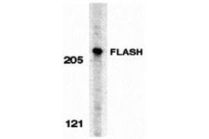 Western Blotting (WB) image for anti-CASP8 Associated Protein 2 (CASP8AP2) (C-Term) antibody (ABIN1030396) (FLASH antibody  (C-Term))