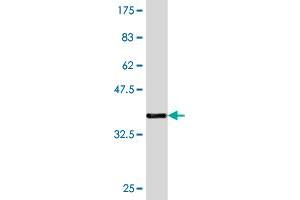 Western Blot detection against Immunogen (36. (T-Bet antibody  (AA 387-486))