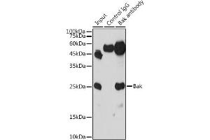 Immunoprecipitation analysis of 300 μg extracts of THP-1 cells using 3 μg Bak antibody (ABIN3020676, ABIN3020677, ABIN3020678 and ABIN6213662).