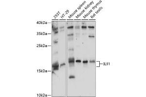 Western blot analysis of extracts of various cell lines, using IL31 antibody (ABIN7267997) at 1:1000 dilution. (IL-31 antibody  (AA 24-164))