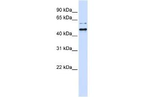 WB Suggested Anti-TUB Antibody Titration: 0. (TUB antibody  (N-Term))