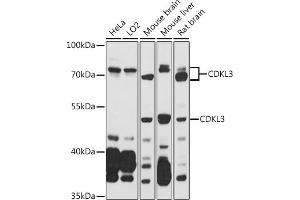 Western blot analysis of extracts of various cell lines, using CDKL3 antibody (ABIN7266612) at 1:1000 dilution. (CDKL3 antibody  (AA 1-120))