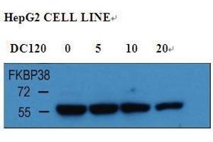 With HepG2 cell line lysate, the resolved proteins were electrophoretically transferred to PVDF membrane and incubated sequentially with primary antibody FKBP38 ( abgent, Cat. (FKBP8 antibody  (AA 199-226))