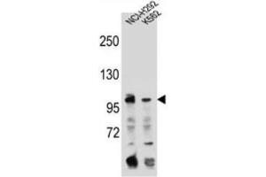 Western blot analysis using TFR2 Antibody (C-term) in NCI-H292, K562 cell line lysates (35ug/lane). (Transferrin Receptor 2 antibody  (C-Term))