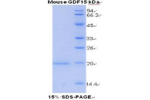 SDS-PAGE (SDS) image for Growth Differentiation Factor 15 (GDF15) (AA 193-296) protein (His tag,SUMO Tag) (ABIN1079750)