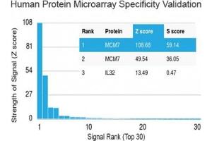 Analysis of HuProt(TM) microarray containing more than 19,000 full-length human proteins using MCM7 antibody (clone MCM7/1469). (MCM7 antibody  (AA 195-319))