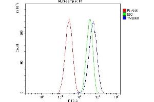 anti-Transmembrane BAX Inhibitor Motif Containing 1 (TMBIM1) (N-Term) antibody