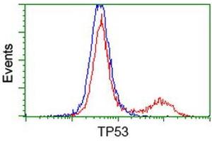 Image no. 1 for anti-Tumor Protein P53 (TP53) antibody (ABIN1499972) (p53 antibody)