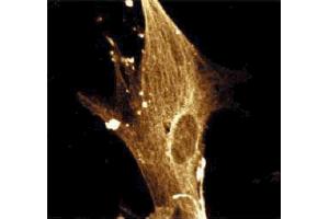 Immunofluorescence staining of WI-38 cells (Human lung fibroblasts, ATCC CCL-75). (KPNA2 antibody  (AA 254-497))