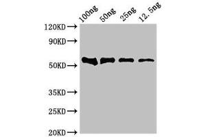 Western Blot Positive WB detected in Recombinant protein All lanes: DNAH12 antibody at 4 μg/mL Secondary Goat polyclonal to rabbit IgG at 1/50000 dilution Predicted band size: 53 kDa Observed band size: 53 kDa (DNAH12 antibody  (AA 2423-2632))