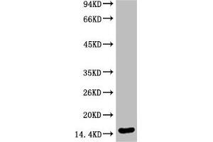 Western blot analysis of Hela, diluted at 1:2000 (Di-Methyl-Histone H3(K79) (H3K79me2) antibody)