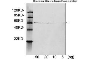 Western blot analysis of Glu-Glu tagged fusion proteins expressed in E. (Glu-Glu Tag antibody)