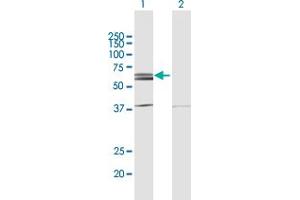Western Blot analysis of NLK expression in transfected 293T cell line by NLK MaxPab polyclonal antibody. (Nemo-Like Kinase antibody  (AA 1-515))