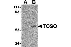 Western Blotting (WB) image for anti-Fas Apoptotic Inhibitory Molecule 3 (FAIM3) (C-Term) antibody (ABIN1030763) (FAIM3 antibody  (C-Term))