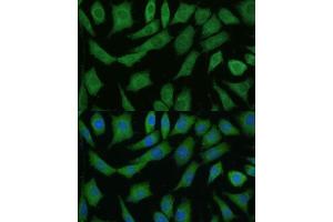 Immunofluorescence analysis of L929 cells using DRG2 antibody (ABIN7266746) at dilution of 1:100. (DRG2 antibody  (AA 150-260))
