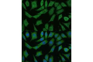 Immunofluorescence analysis of L929 cells using DRG2 antibody (ABIN7266746) at dilution of 1:100.