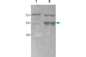 Western blot analysis of HEK293 cell lysate with PSMC3 polyclonal antibody  at 1 : 50 dilution. (PSMC3 antibody)