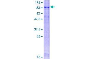 Occludin Protein (OCLN) (AA 1-522) (GST tag)
