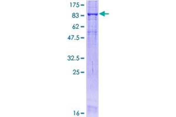 Occludin Protein (OCLN) (AA 1-522) (GST tag)