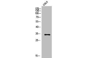 Western Blot analysis of COLO cells using Olfactory receptor 2A42 Polyclonal Antibody (OR2A1 antibody  (C-Term))