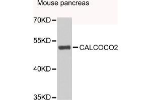 Western blot analysis of extracts of mouse pancreas, using CALCOCO2 antibody (ABIN4903108) at 1:1000 dilution. (CALCOCO2 antibody)