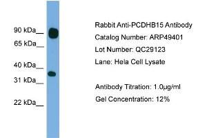 WB Suggested Anti-PCDHB15  Antibody Titration: 0. (PCDHB15 antibody  (N-Term))