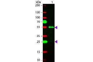Western Blot of Rhodamine conjugated Rabbit anti-Human IgG (gamma chain) secondary antibody.