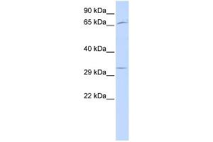 WB Suggested Anti-UTF1 Antibody Titration:  0.