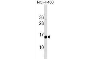 Western Blotting (WB) image for anti-GRB2-Binding Adaptor Protein, Transmembrane (GAPT) antibody (ABIN3001145) (GAPT antibody)