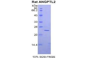 SDS-PAGE analysis of Rat ANGPTL2 Protein. (ANGPTL2 Protein)