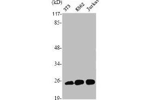 Western Blot analysis of Jurkat HuvEc cells using Ran Polyclonal Antibody (RAN antibody  (C-Term))