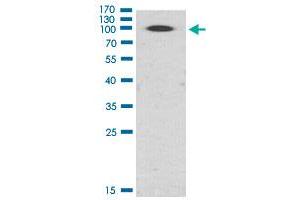 Western Blot (Cell lysate) analysis of Hela cell lysate. (PKD2 antibody  (pSer876))