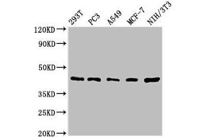 Western Blot Positive WB detected in: 293T whole cell lysate, PC-3 whole cell lysate, A549 whole cell lysate, MCF-7 whole cell lysate, NIH/3T3 whole cell lysate All lanes: SAV1 antibody at 1. (SAV1 antibody  (AA 1-210))