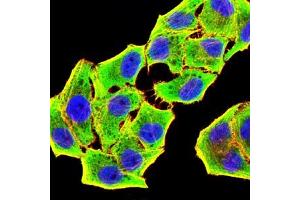Immunofluorescence analysis of Hela cells using GSTP1 mouse mAb (green). (GSTP1 antibody  (AA 2-210))