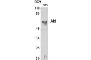 Western Blot (WB) analysis of specific cells using Akt Polyclonal Antibody.